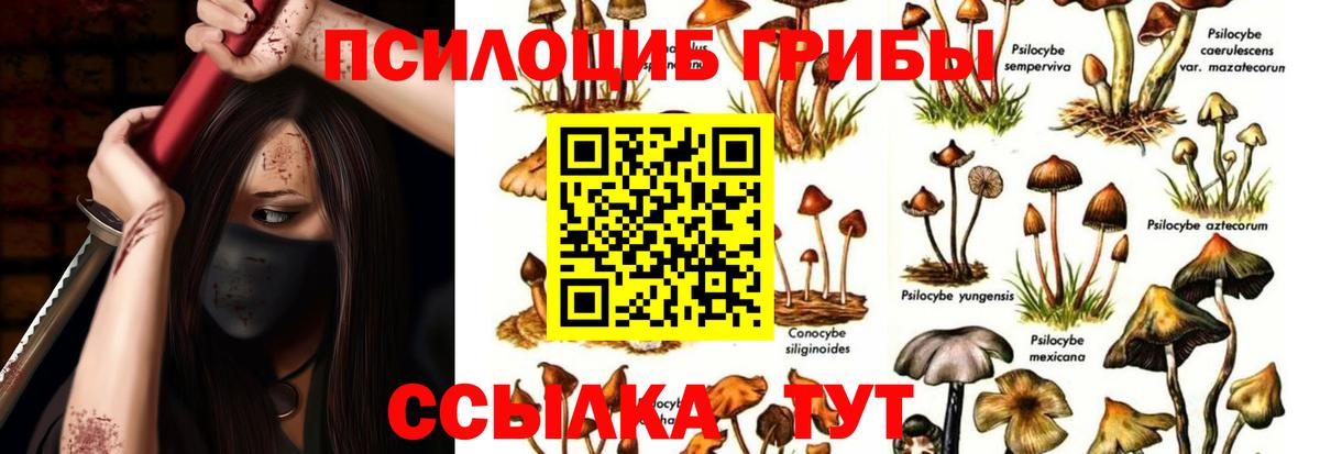 Псилоцибиновые грибы Psilocybine cubensis Чебаркуль